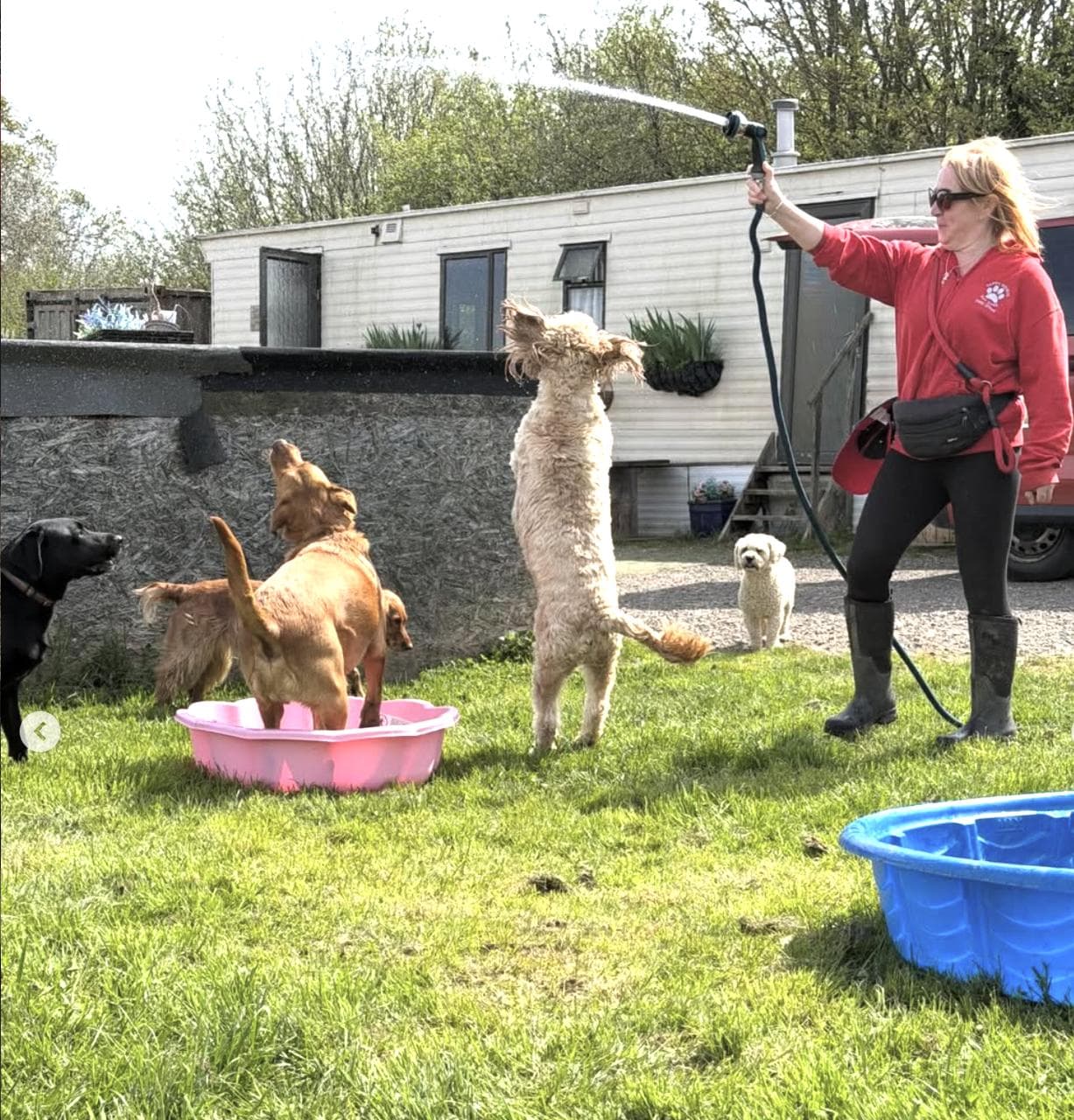 Hayley with the hose held high, water arcing into the sunlight — a bichon leaping mid-air to catch the spray with three more dogs splashing around the pink paddling pool.