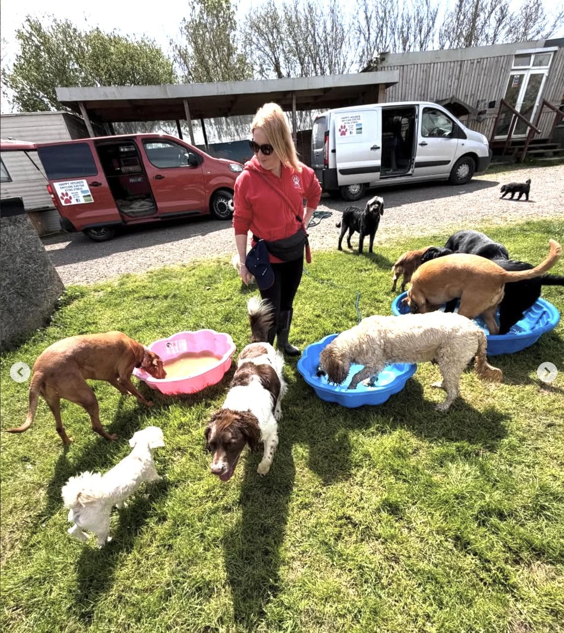Sunny day on the acres — Hayley standing with eight dogs around three paddling pools, a doodle nose-deep and a setter mid-drink.