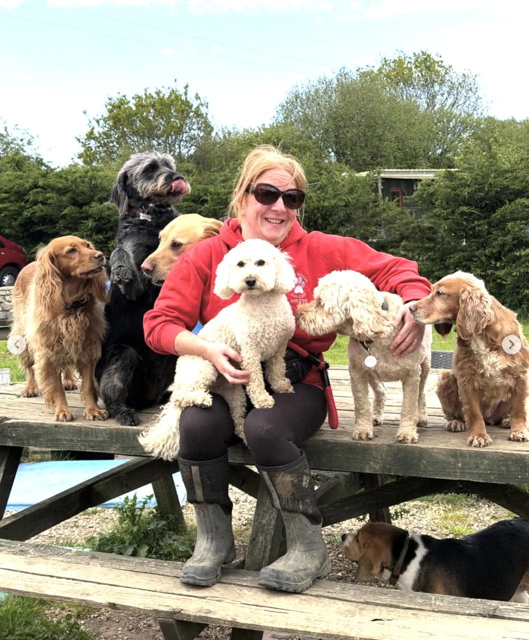 Hayley sitting on the picnic bench with five of the daycare dogs around her — a cocker spaniel on her lap, three more cockers and a black cockapoo all settled in for the group portrait.