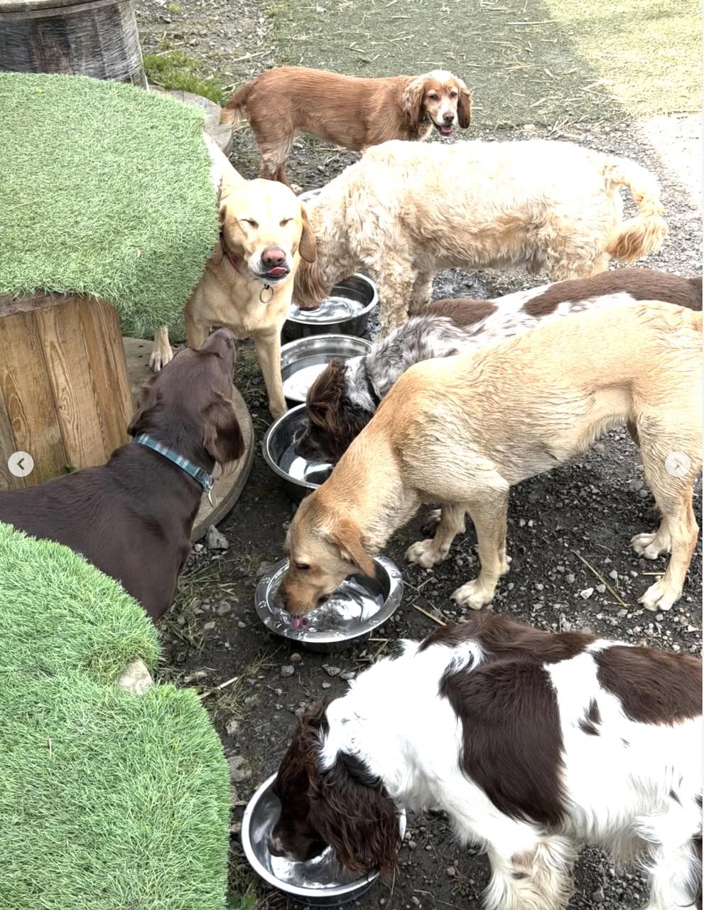 Water-bowl break — six dogs gathered round the stainless bowls between the astroturf benches, Labradors and cocker spaniels all drinking.