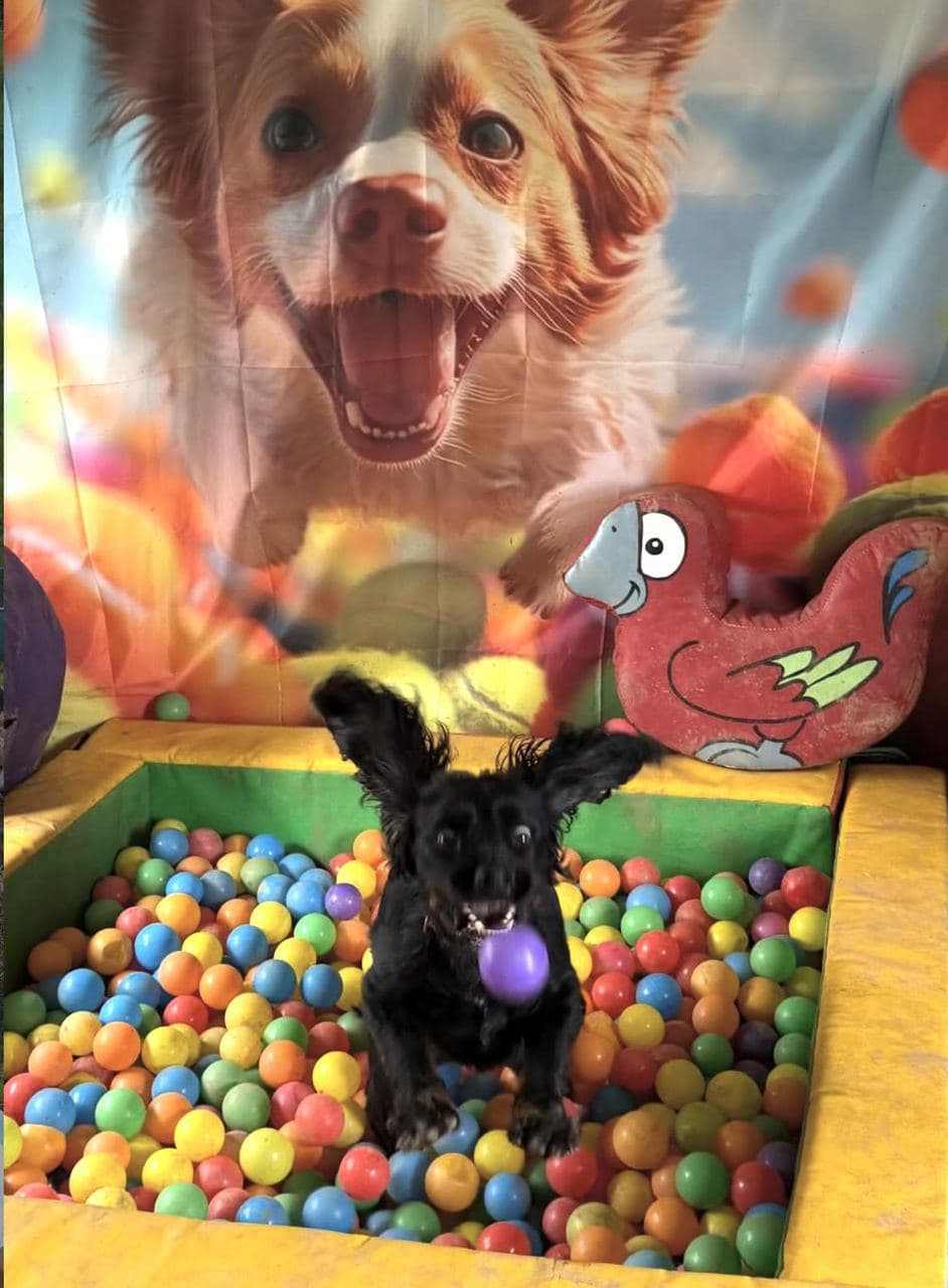 A black cocker spaniel sitting in the Funhouse Room ball pit with a parrot soft toy and a smiling-dog backdrop