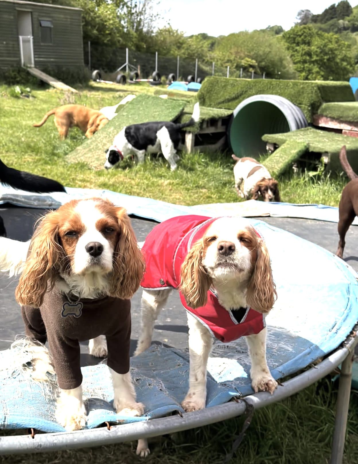 Two Cavalier King Charles Spaniels on a dog trampoline with agility tunnels behind