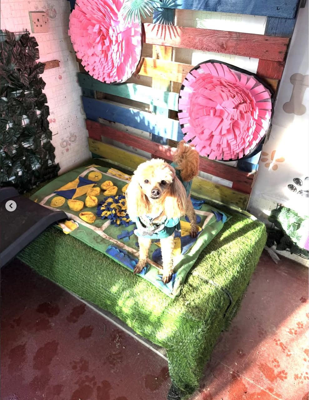 A small dog standing on the Beach Room island — pink snuffle mats hanging on the colourful pallet wall