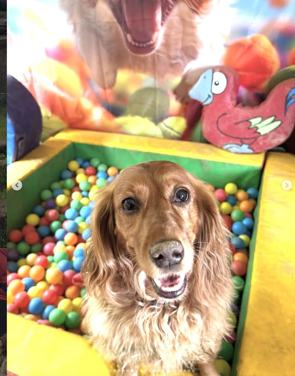 A golden cocker spaniel sitting in the Funhouse Room ball pit surrounded by colourful balls and a parrot soft toy